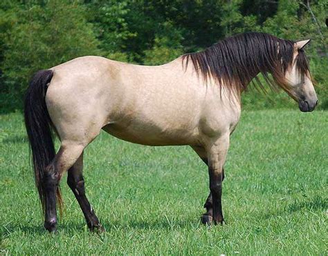 buttermilk buckskin horse - Google Search | Horses, Morgan horse, Buckskin horse