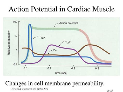 Action Potential Of Cardiac Muscle Cells