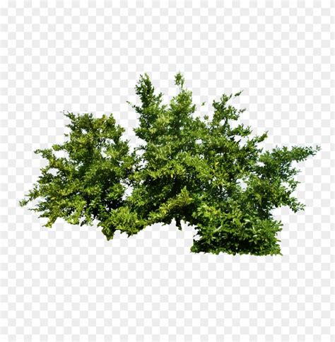 PNG Image Of Green Bush With A Clear Background - Image ID 26727 png ...