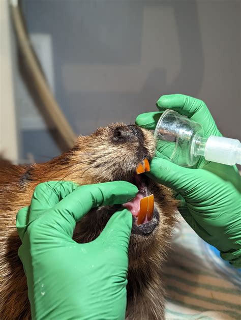 Rodents and their Ever Growing Teeth - Alberta Institute For Wildlife ...