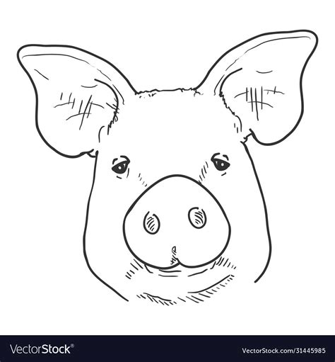 Cute Pig Face Drawing