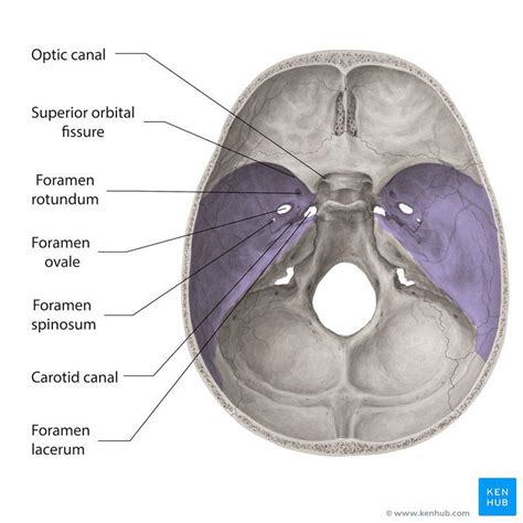 Foramen Rotundum - MEDizzy