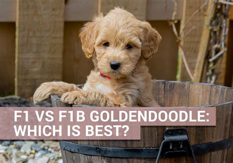 F1 vs F1B Goldendoodle: Which Is Best? - Our Cavapoo