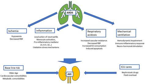 Frontiers | When the Renal (Function) Begins to Fall: A Mini-Review of ...