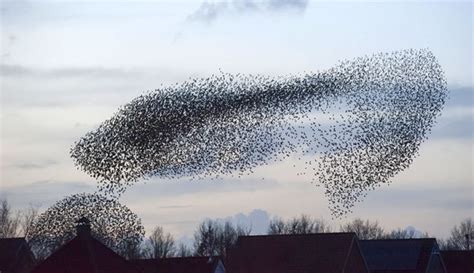 Flocking Behavior: How Poultry Act Like Wild Birds - Hobby Farms