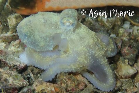 White-v octopus - Moalboal Reef Species