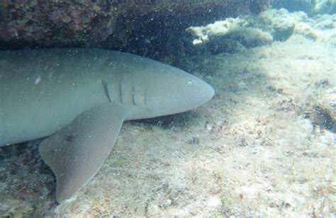 Cayman Scuba and Snorkeling Journal: Snorkeling at Seven Mile Beach ...