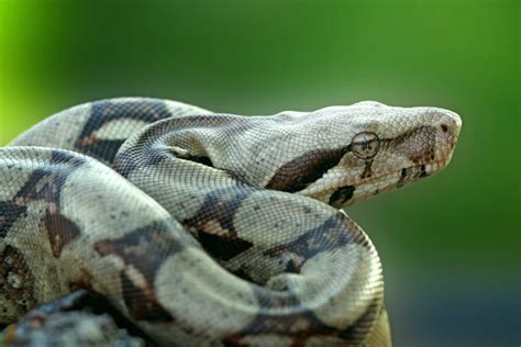 Boa constrictor as a pet, what should I know? - HV Glòries