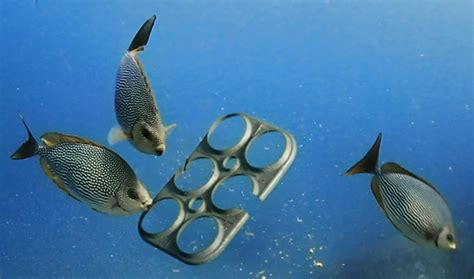 Edible Six Pack Rings Could Save Countless Marine Animals - BrightVibes