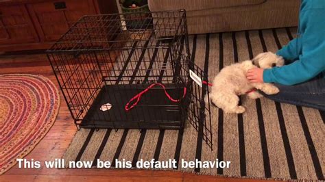 Crate Training with a Havanese - YouTube