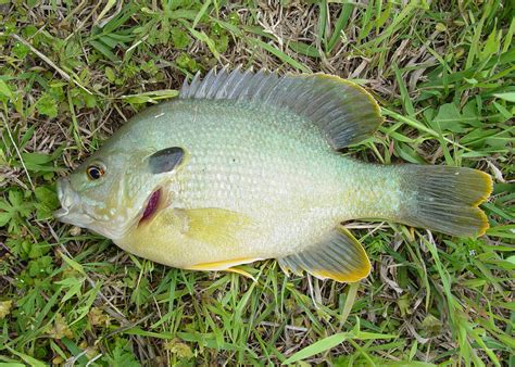 Small ponds support hybrid sunfish well | Mississippi State University Extension Service