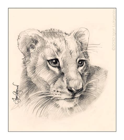 Lion Cub Drawing Easy at GetDrawings | Free download