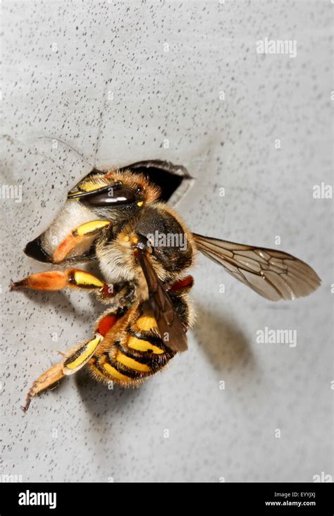 Carder bee nest hi-res stock photography and images - Alamy