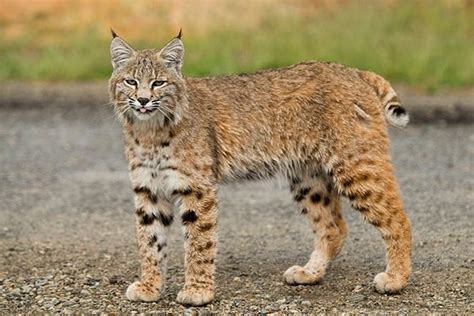 Bobcat in Black Diamond - OkotoksOnline.com - Local news, Weather, Sports, and Job Listings for ...