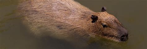 Capybara | San Diego Zoo Kids