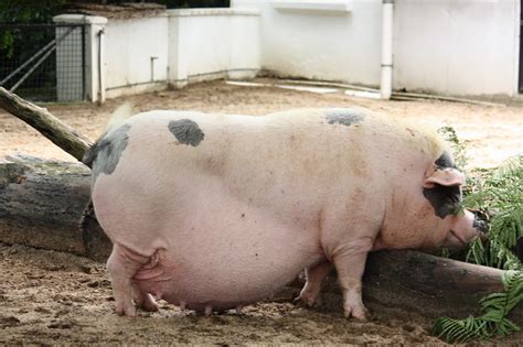 Fat pig (look at her face!) | Flickr - Photo Sharing!