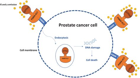 Mechanism of action of lutetium-177-labeled prostate-specific membrane ...