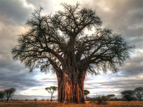 This Baobab Tree is One Thousand Years Old (give or take) - Anne ...