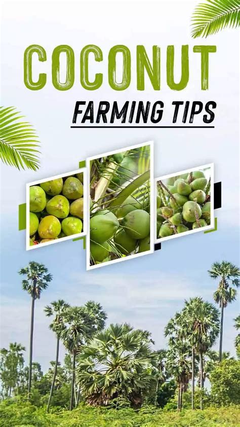 Coconut Farming Tips & Varieties in India