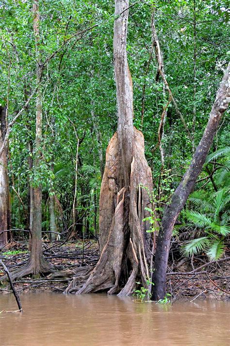 Kapok Tree in Amazon Rainforest, Manaus, Brazil - Encircle Photos