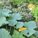 Pumpkin Companion Plants - SethHutchens