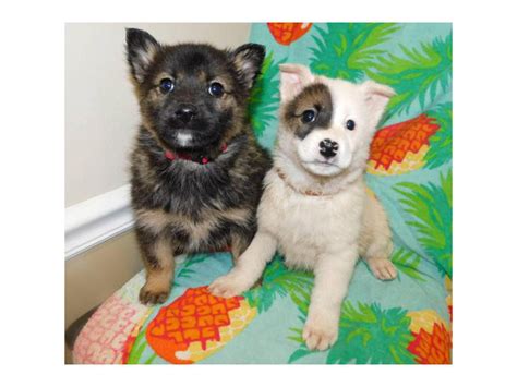 8 weeks old Norwegian elkhound mix puppies Westminster - Puppies for ...