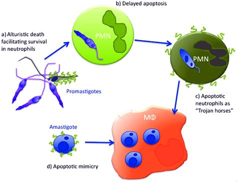 Apoptosis-a way to avoid immune activation and promote survival; a ...