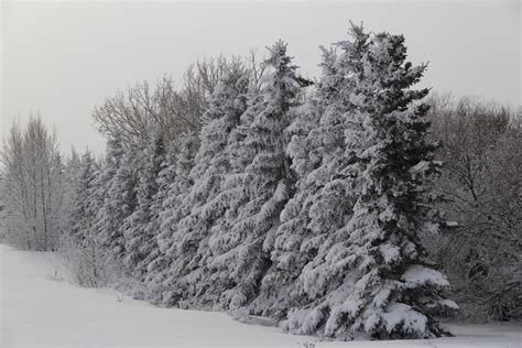 Snowy Trees Free Stock Photo - Public Domain Pictures