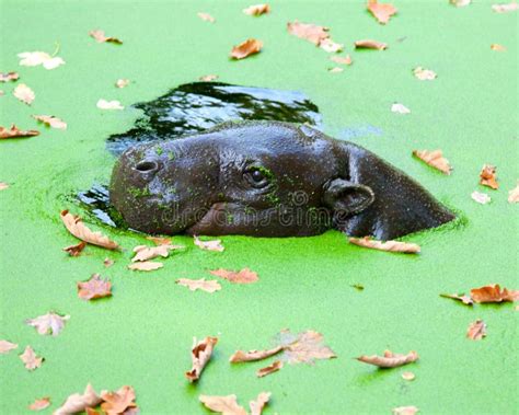 Pygmy hippo stock photo. Image of nature, swamp, mouth - 17107424