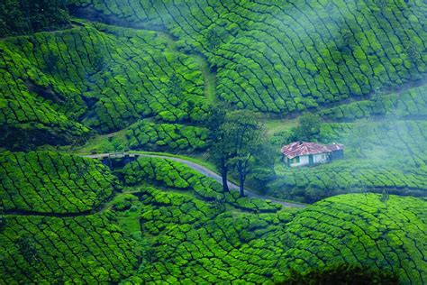 munnar, kerala, tea plantation, green, mountain, natural, tourism ...