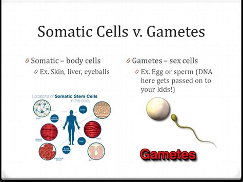 Meiosis occurs in reproductive cells while mitosis occurs in somatic. What is the meaning of the ...