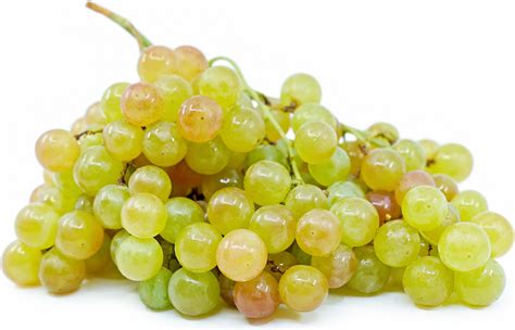 Pink Muscat Grapes Information and Facts