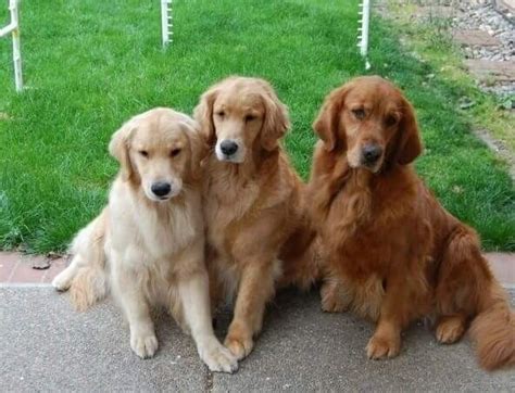 Puppy Golden Retriever Colors Light Golden - malayhaidir