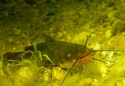 Bullhead | EurekAlert!