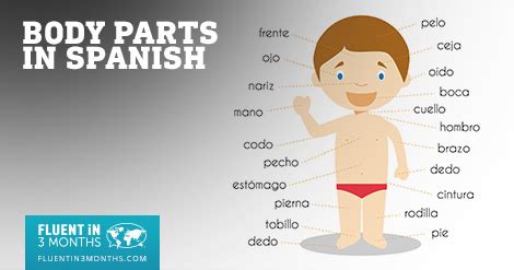 24+ Spanish Body Parts Diagram - EdinaLilyana