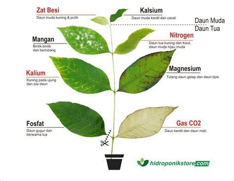 Hidrafarm: Gejala Kekurangan Nutrisi pada Tanaman Hidroponik