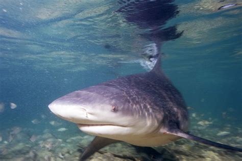 The Ganges shark: a critically endangered species