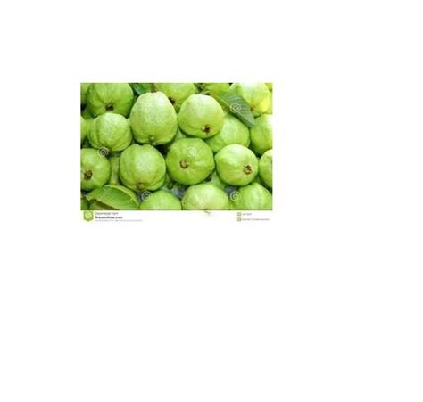 Guava Fruit at best price in Navi Mumbai by Essar Impex | ID: 6030008973