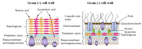 Gram Positive Vs Gram Negative Cell Wall