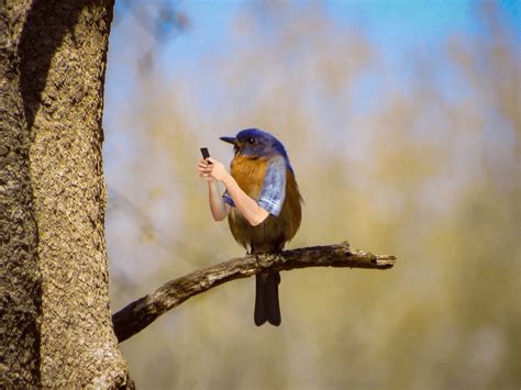 blue bird tweeting : r/birdswitharms