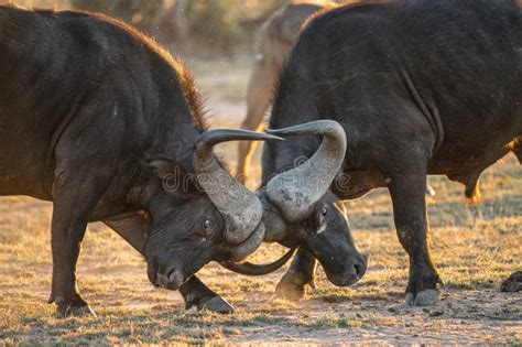 Two African Cape Buffalo Locking Horns in the Golden Hour. Stock Photo - Image of golden, danger ...