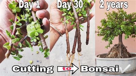 How To Plant A Jade Plant Cutting