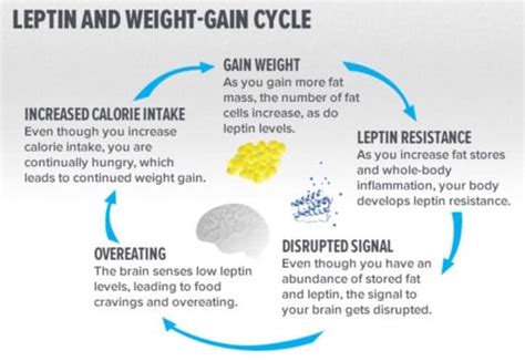 Truth about Leptin hormone, Leptin resistance and weight loss - Elite Weight Loss