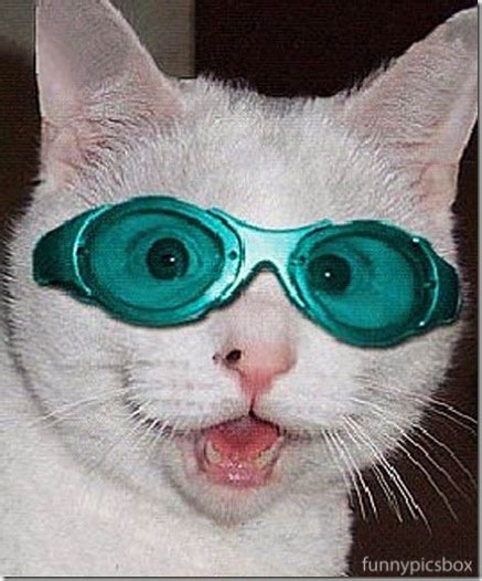 Funny Cats Wearing Cooling Glass Pics | Funny Pics Box