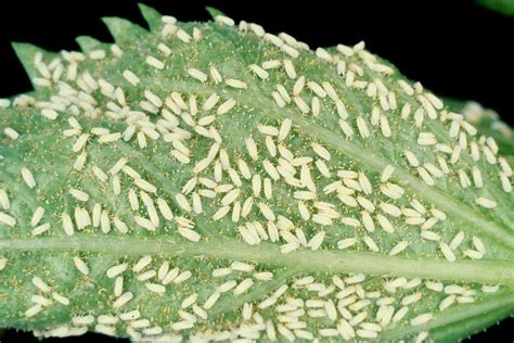 How to Control Whitefly Problem on Houseplants