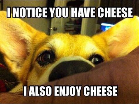 Dogs n cheese | Funny dog photos, Funny animals, Funny dogs