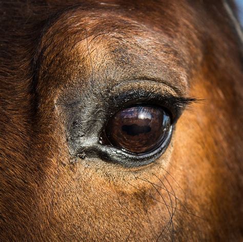 Horse Eye Anatomy