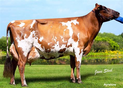 Ayrshire | Dairy breeds, Dairy cows, Animals