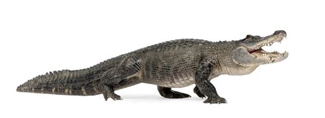 Gator removed from porch as family sleeps inside - CBS News