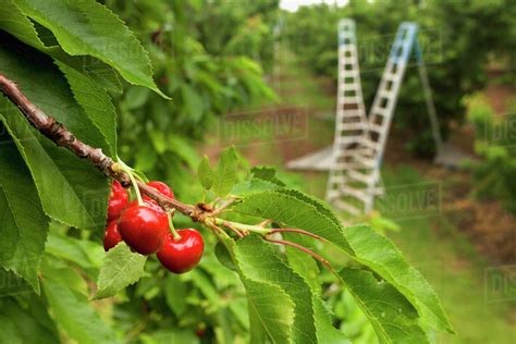 Agriculture - Treetop view of ripe Bing cherries on the tree with ...